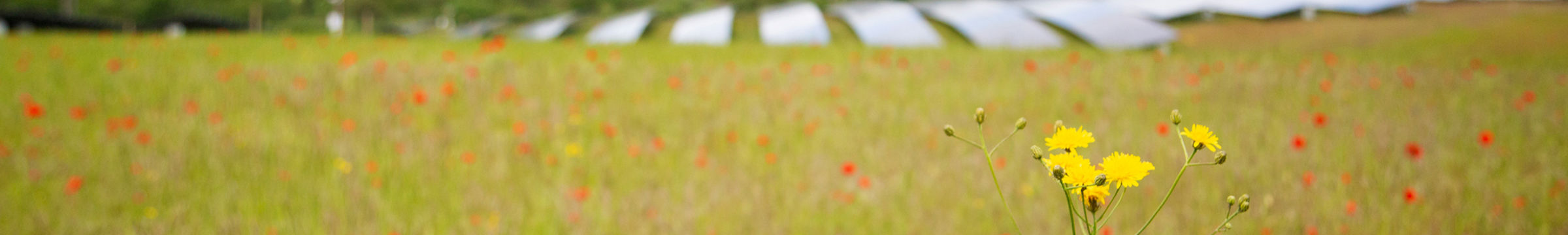 campo di papaveri con pannelli solari