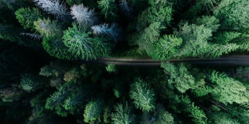 Alberi verdi e strada (Photo: Geran de Klerk on Unsplash)